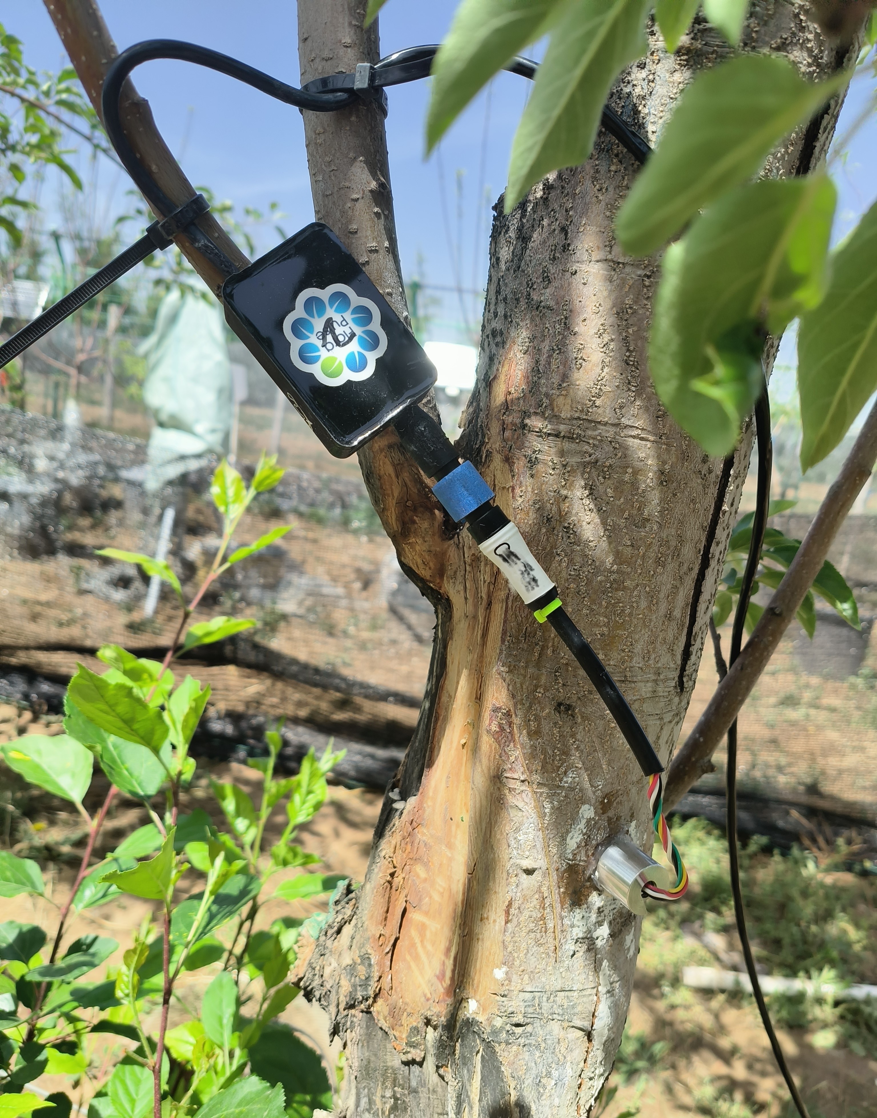 植物原位水势传感器.jpg